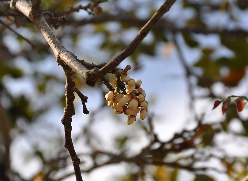 Изображение особи Pongamia pinnata.