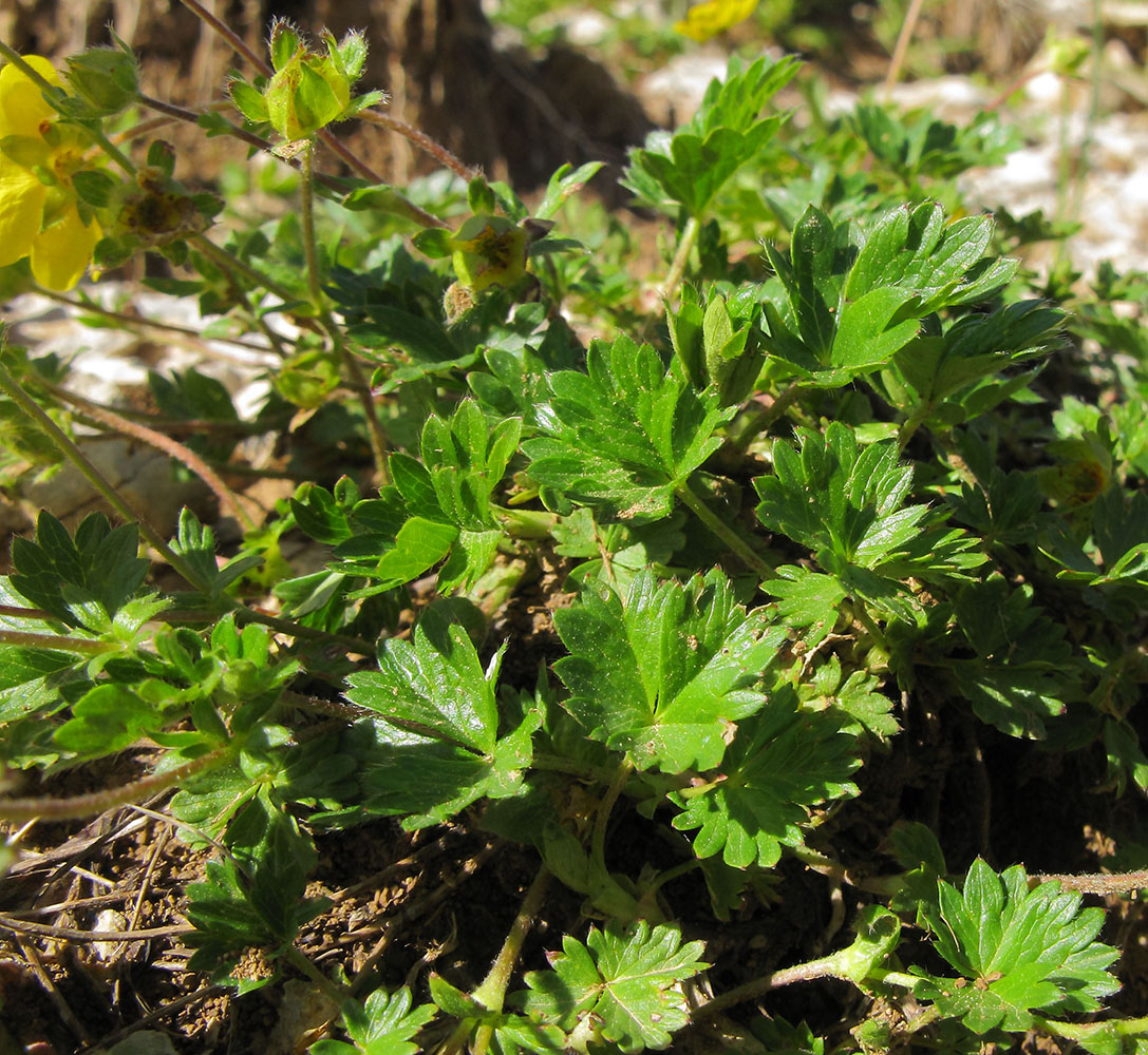 Изображение особи Potentilla gelida.