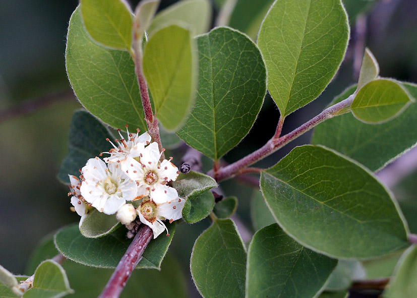 Изображение особи Cotoneaster suavis.