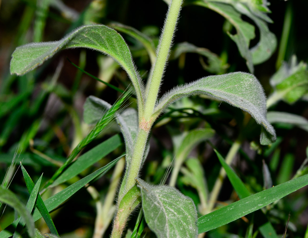 Image of Lomelosia prolifera specimen.