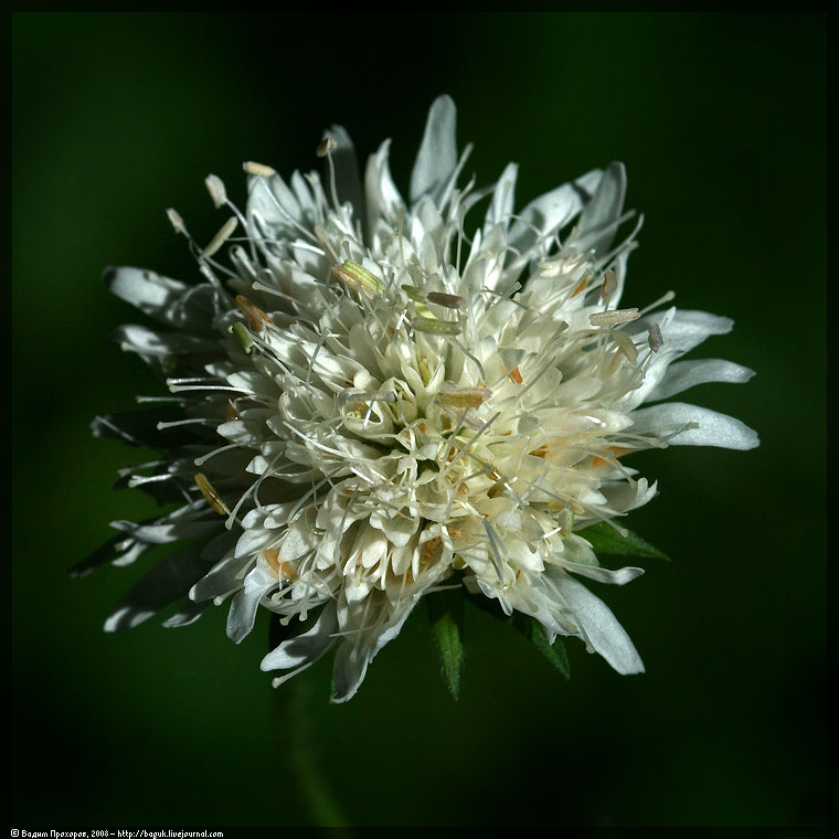 Изображение особи Knautia tatarica.