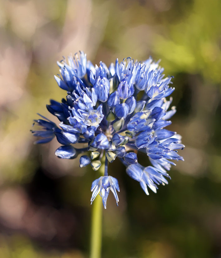 Изображение особи Allium caeruleum.