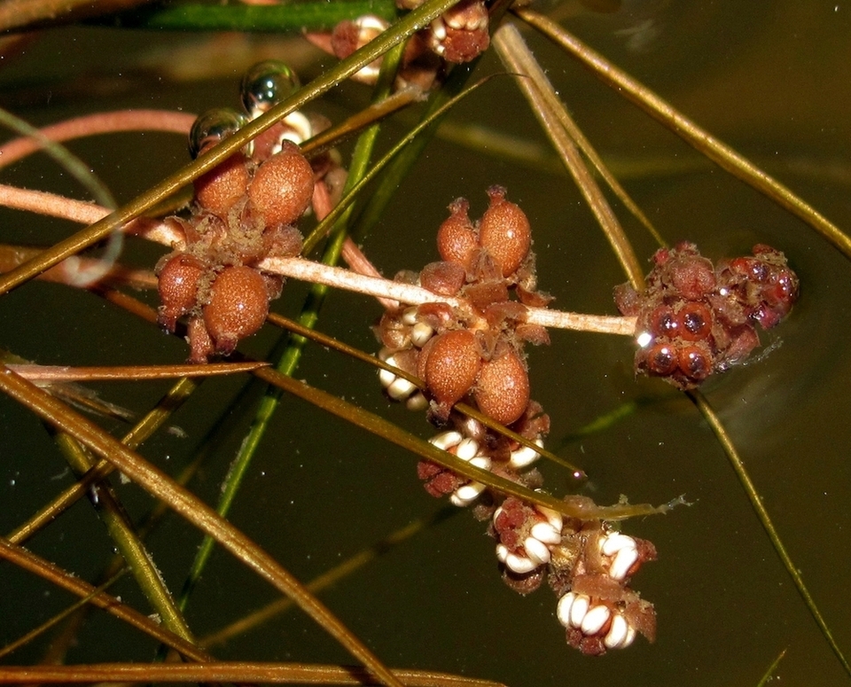 Image of Potamogeton pectinatus specimen.