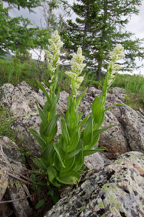 Изображение особи род Veratrum.