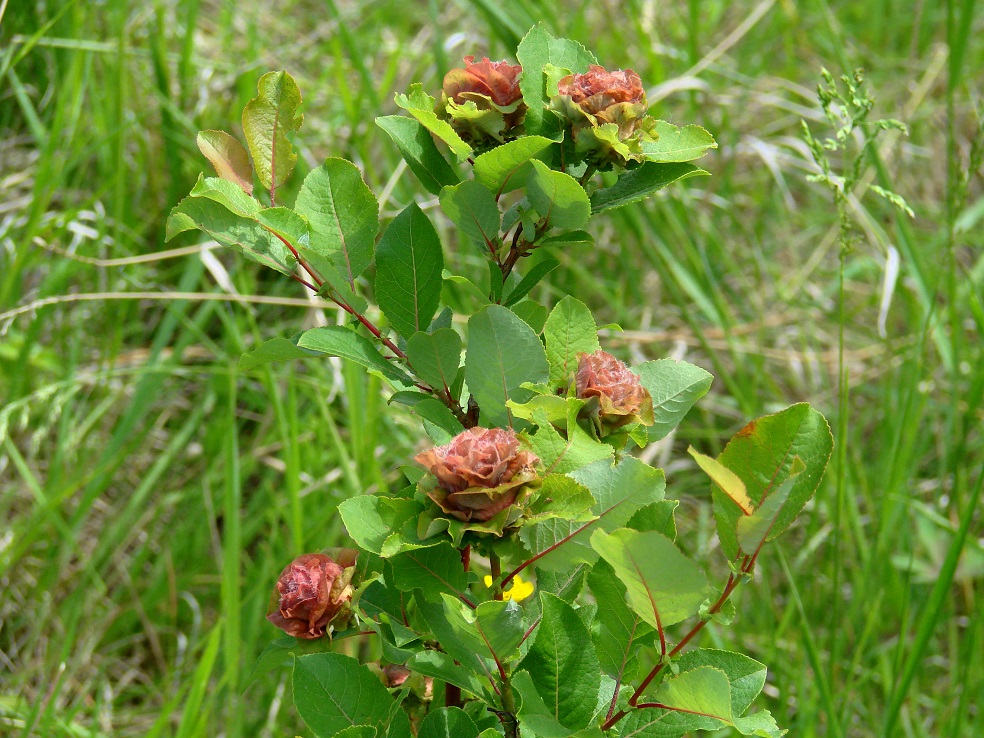 Image of Salix pyrolifolia specimen.