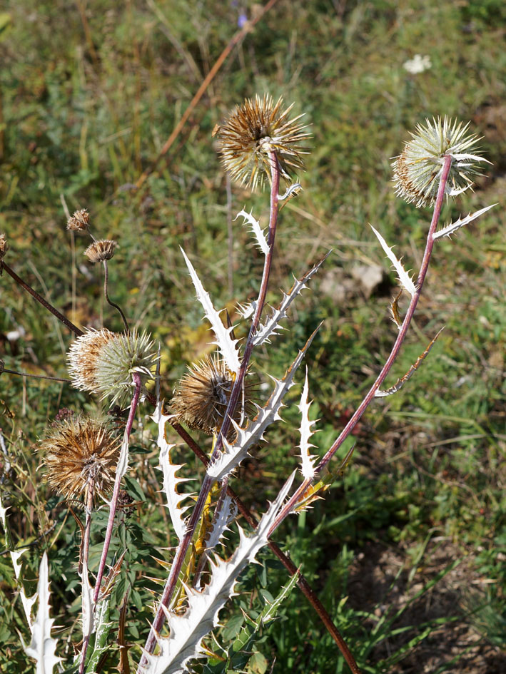 Image of Alfredia nivea specimen.