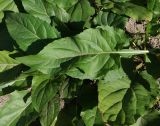 Silphium perfoliatum
