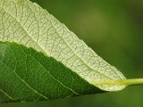 Populus suaveolens. Лист, согнутый продольно (видны одновременно верхняя и нижняя стороны). Ленинградская область, Всеволожский район, окрестности посёлка Мурино, ж.-д. станция Девяткино. 13 июня 2009 г.