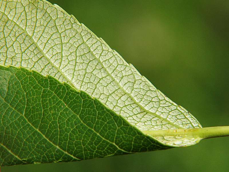 Image of Populus suaveolens specimen.