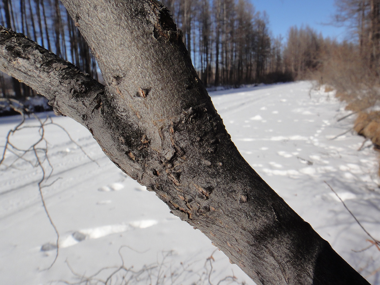 Image of genus Salix specimen.