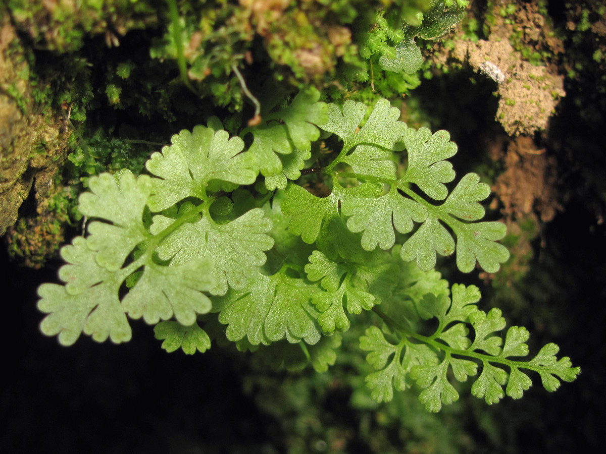 Изображение особи Anogramma leptophylla.