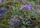 Primula cuneifolia