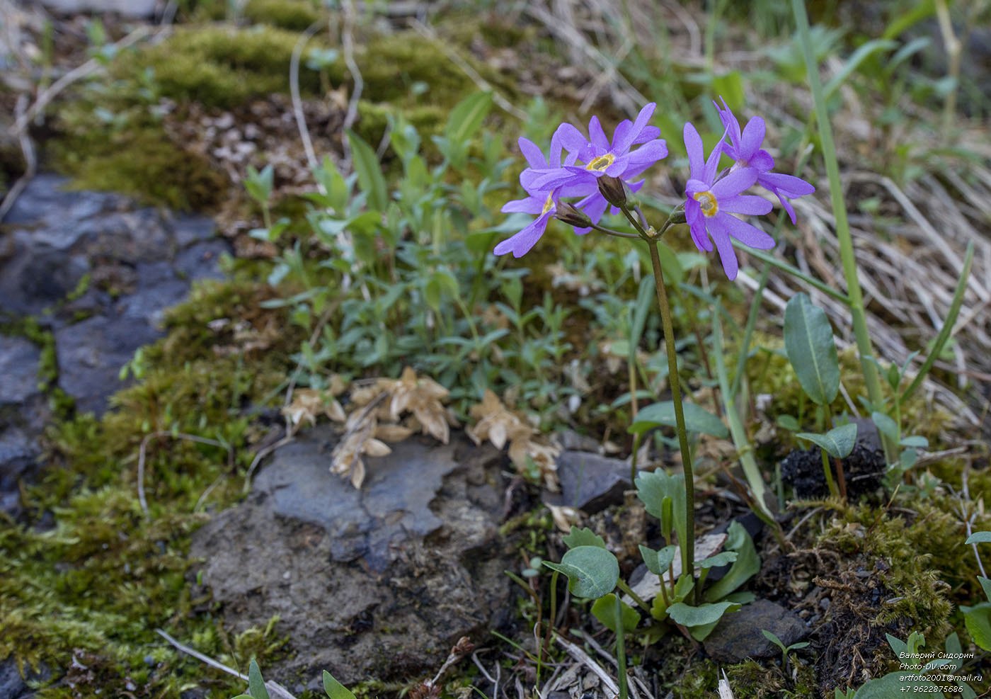 Image of Primula cuneifolia specimen.