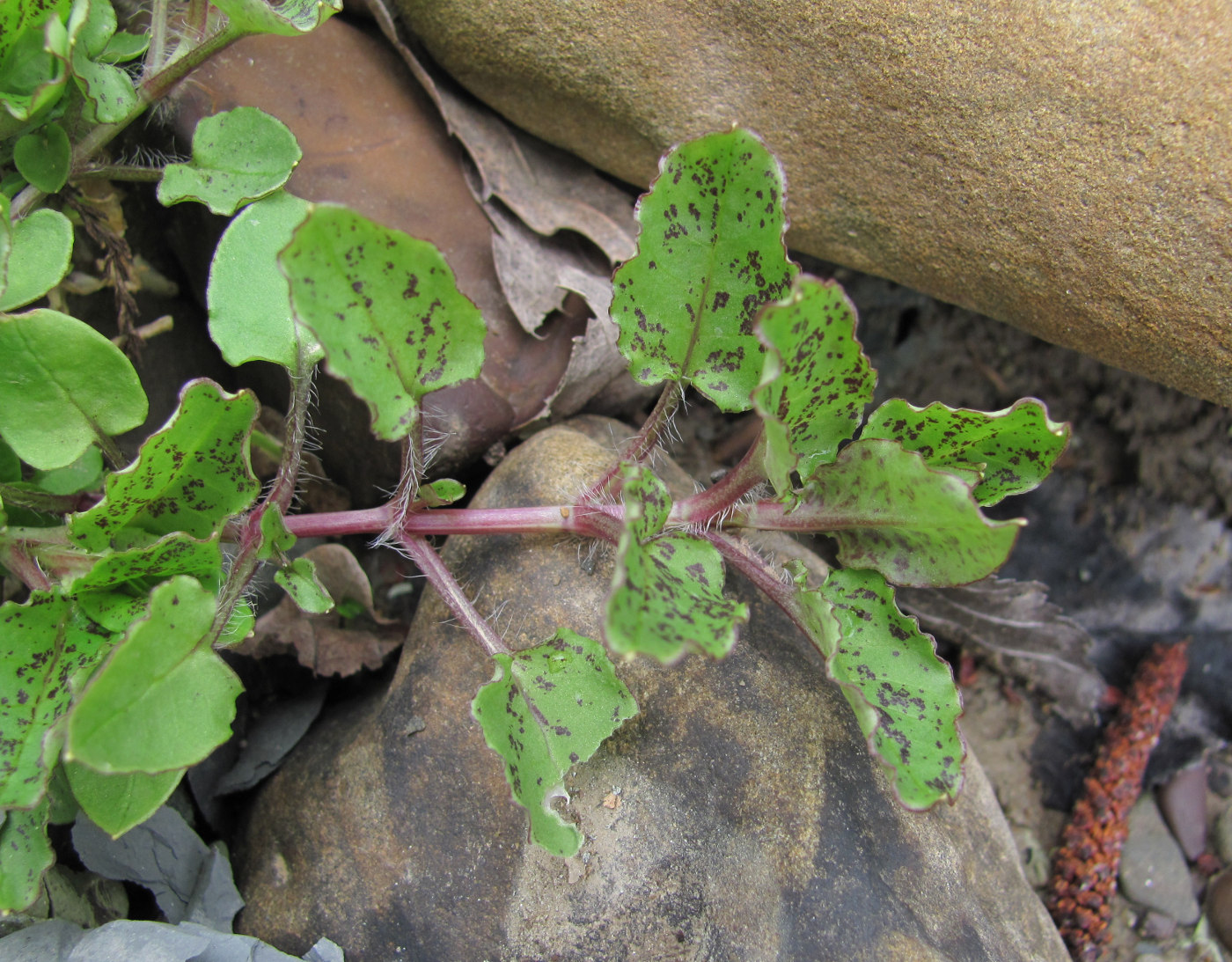 Изображение особи семейство Caryophyllaceae.