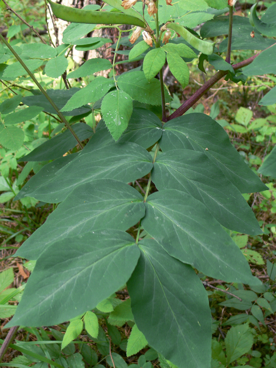 Image of Lathyrus gmelinii specimen.