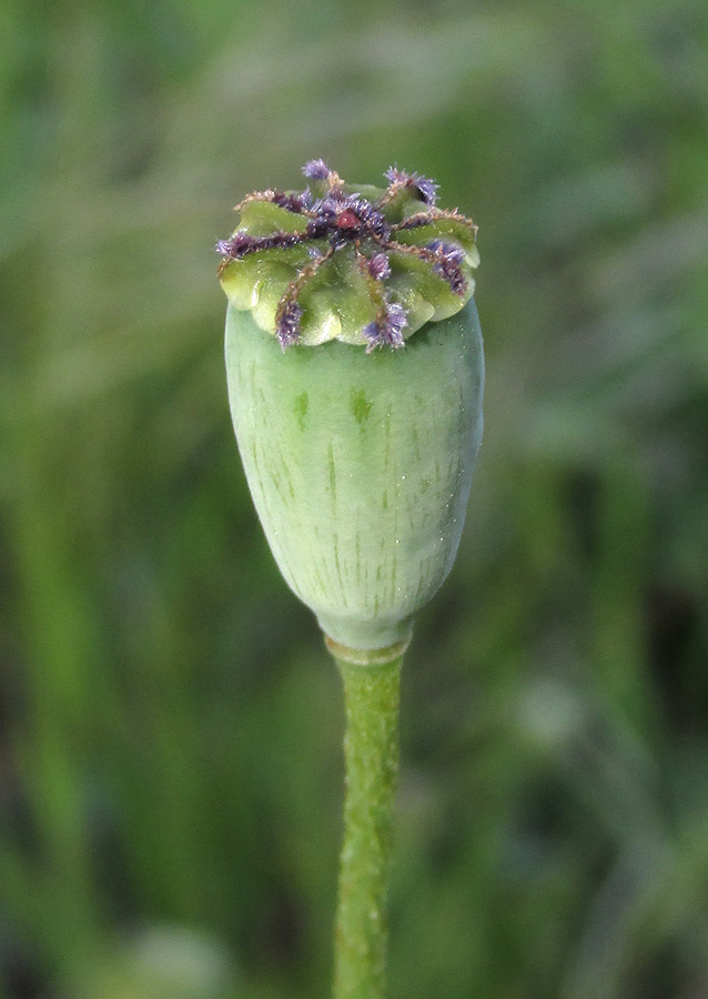 Изображение особи Papaver stevenianum.