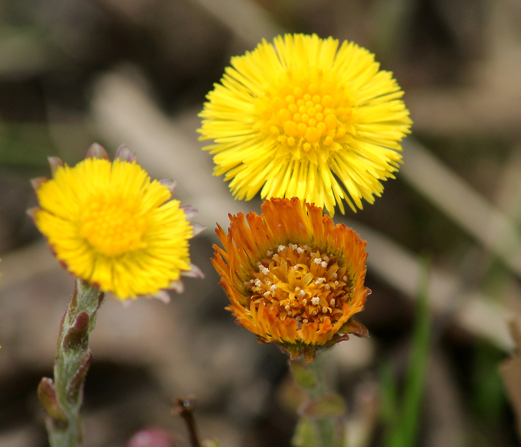 Image of Tussilago farfara specimen.