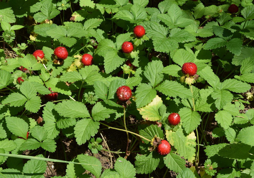 Изображение особи Duchesnea indica.