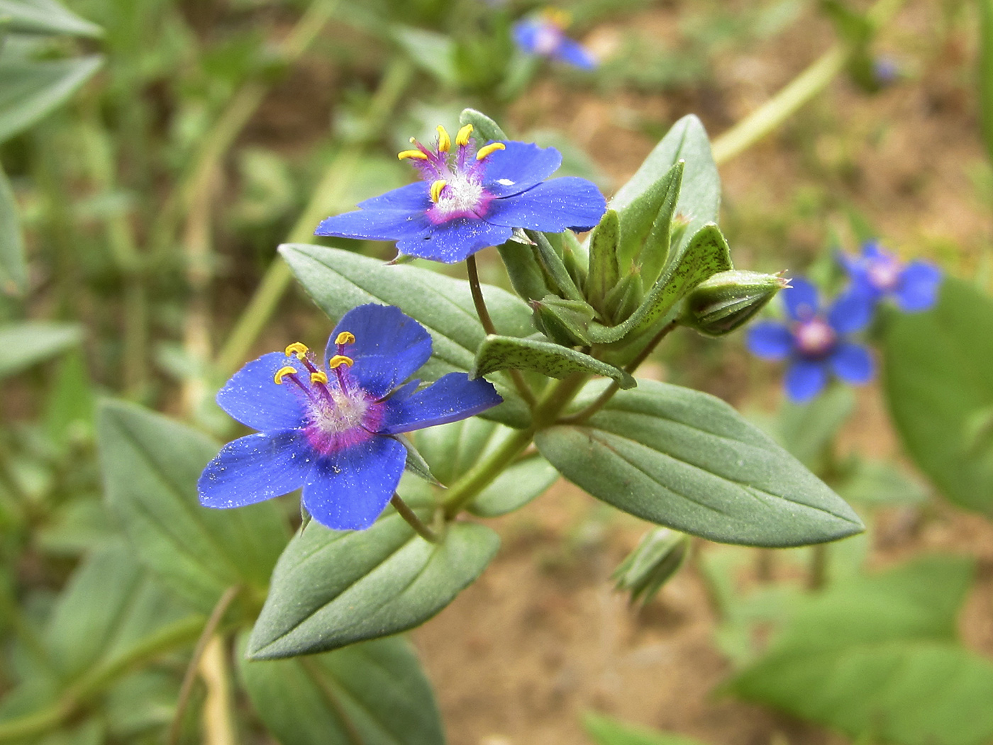 Изображение особи Anagallis arvensis.