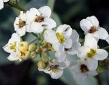 Crambe maritima