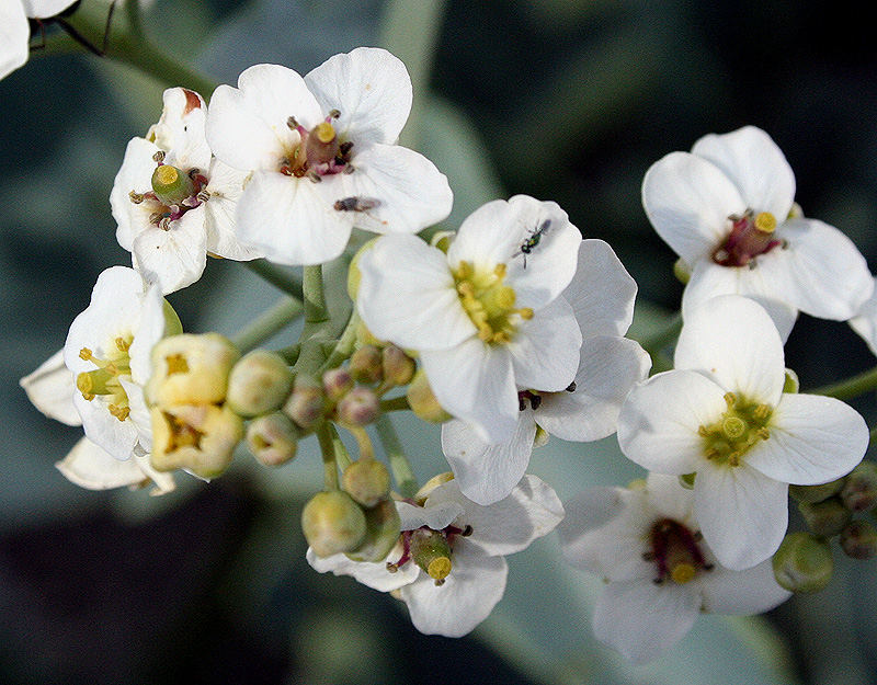 Изображение особи Crambe maritima.