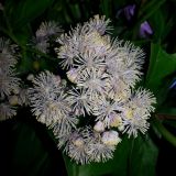 Thalictrum aquilegiifolium