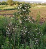 Rosa canina
