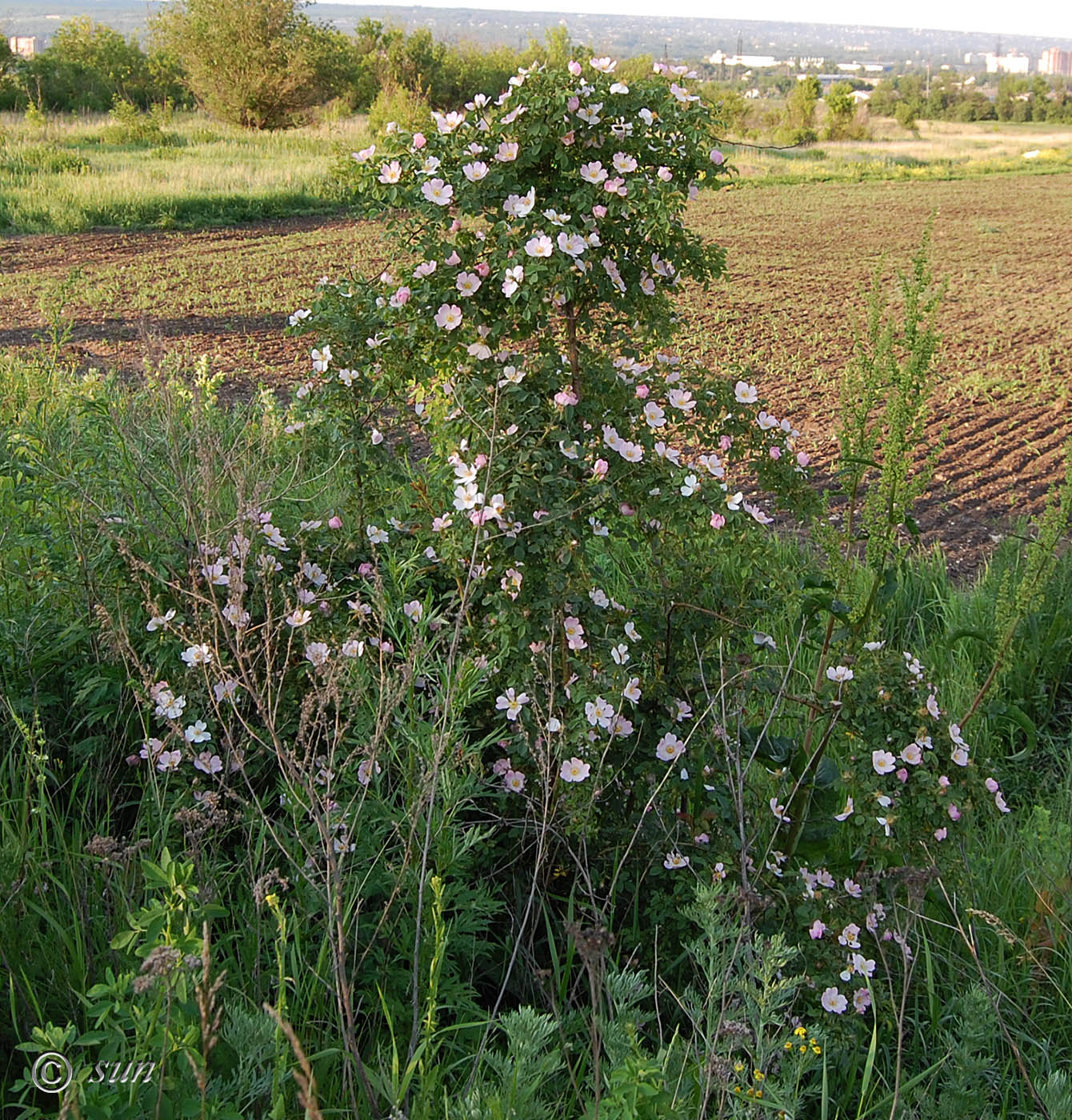 Image of Rosa canina specimen.