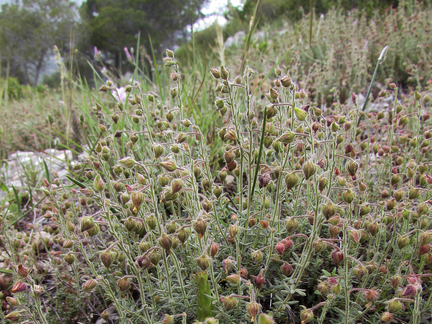 Image of Fumana thymifolia specimen.