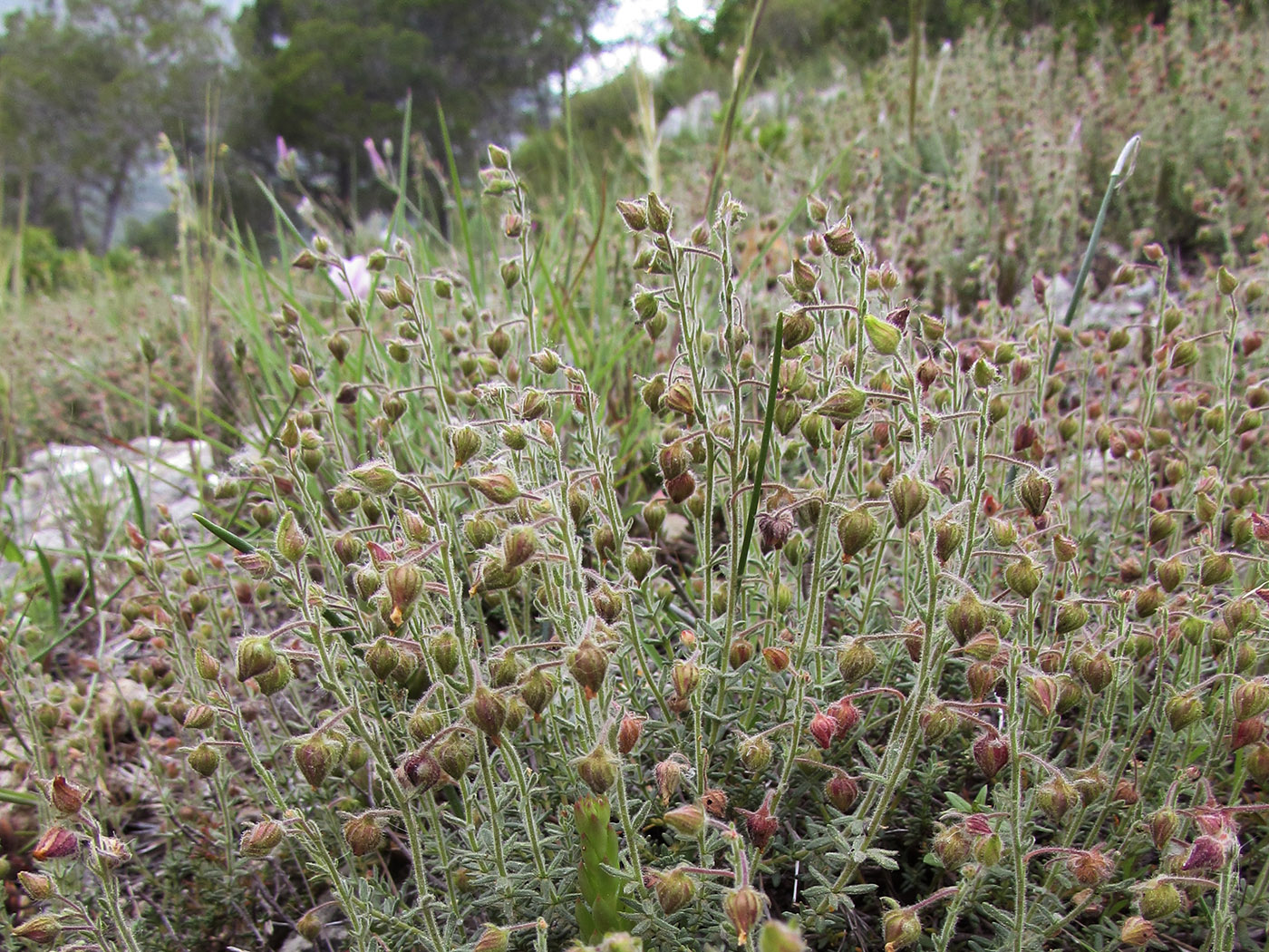 Изображение особи Fumana thymifolia.