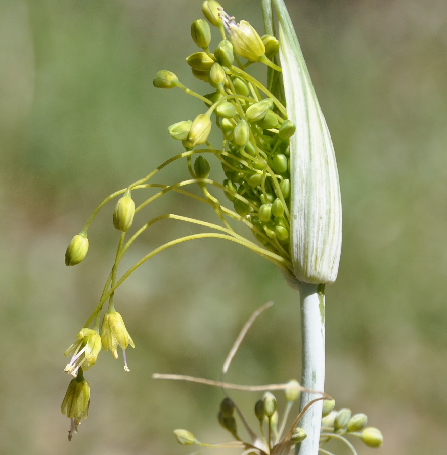 Изображение особи Allium paczoskianum.