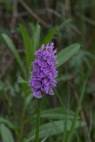 Dactylorhiza maculata