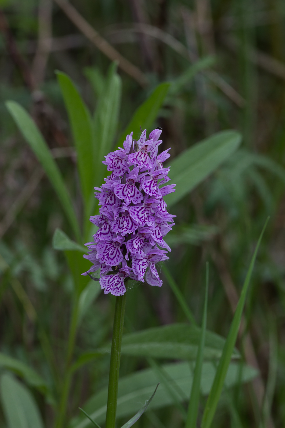 Изображение особи Dactylorhiza maculata.