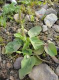 Plantago major. Цветущие растения. Иркутская обл., Иркутский р-н, дер. Позднякова, берег р. Куда, галечник у воды. 25.06.2016.