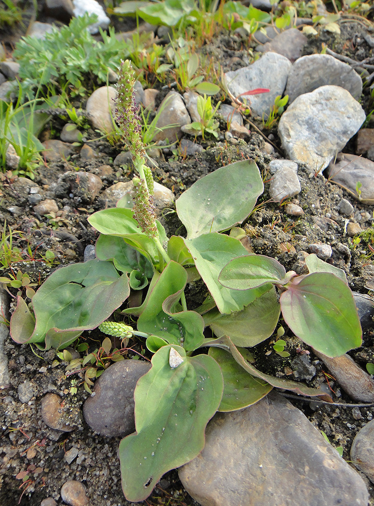 Image of Plantago major specimen.