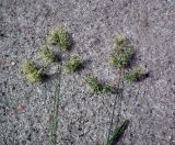 Dactylis glomerata