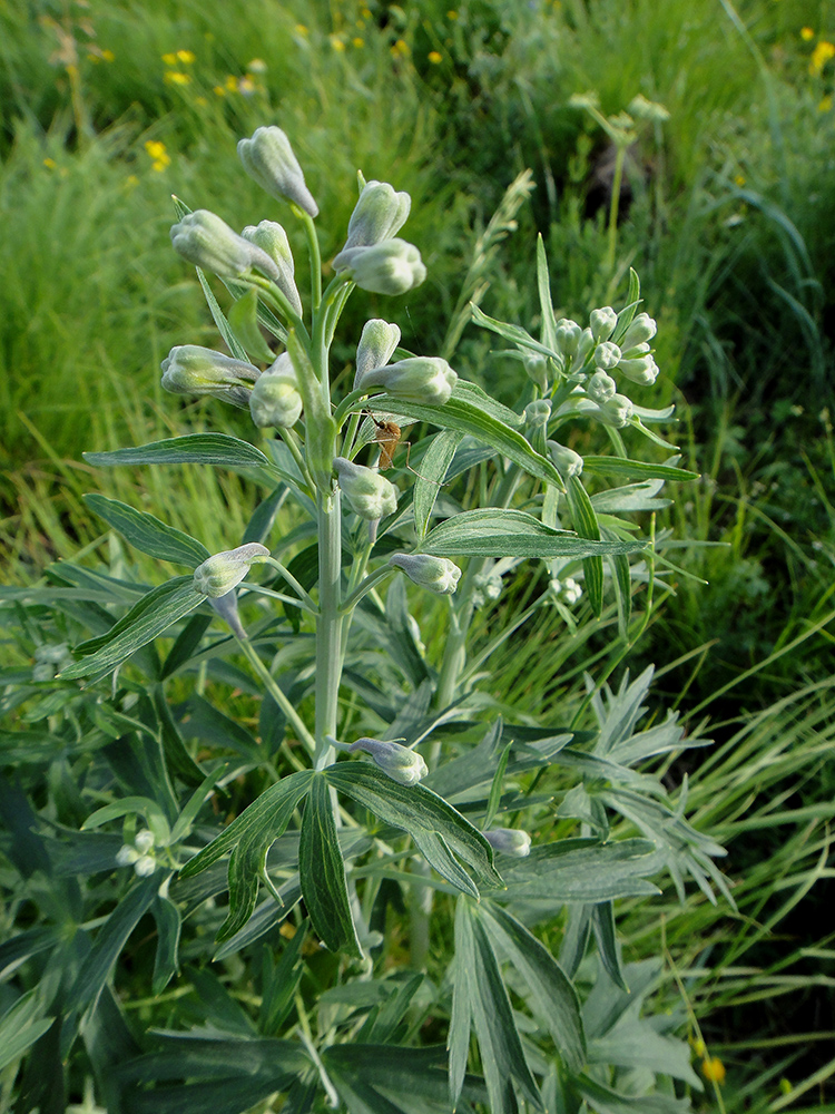 Изображение особи Delphinium cheilanthum.