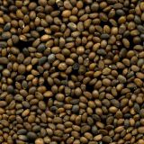 Salvia pratensis. Семена. Курская обл., Хомутовский р-н, дер. Лёкта, ур. Буровая, р. Свапа, дно лога. 8 августа 2009 г.