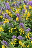 Melampyrum nemorosum