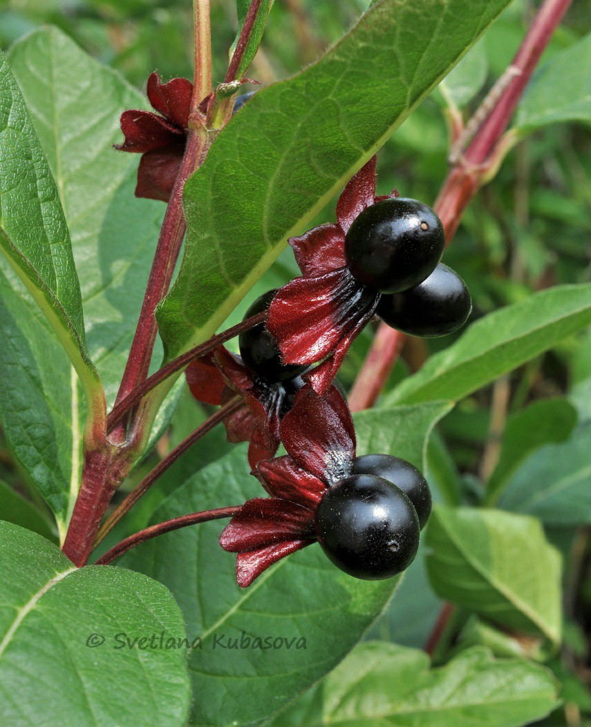 Image of Lonicera involucrata specimen.