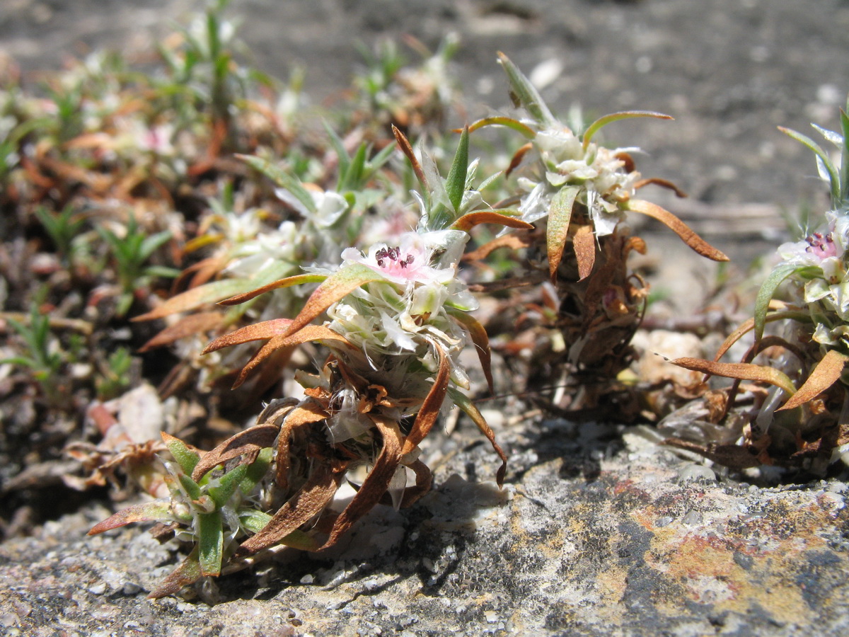 Image of Polygonum paronychioides specimen.