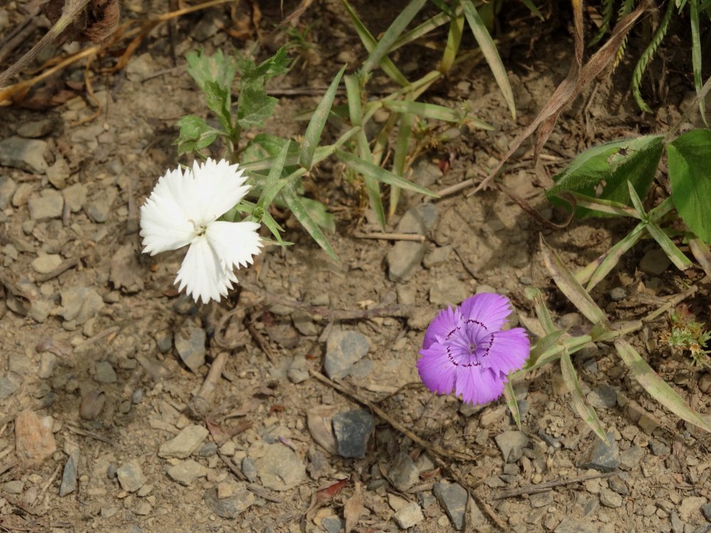 Image of Dianthus chinensis specimen.