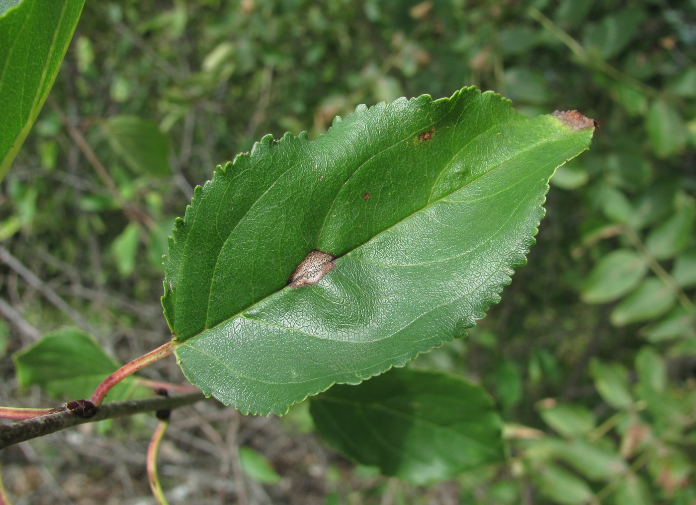 Изображение особи Rhamnus cathartica.