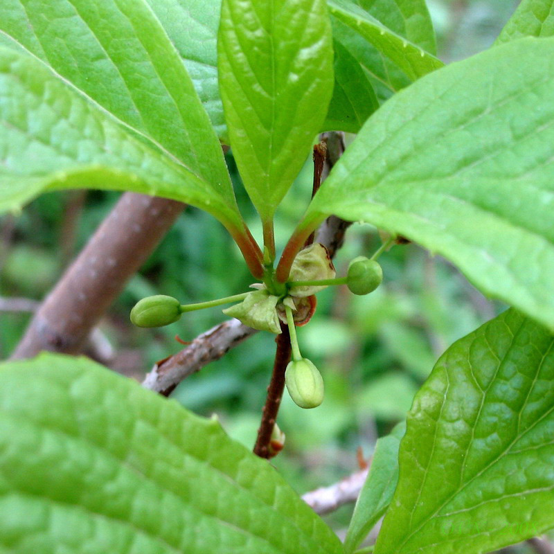 Изображение особи Schisandra chinensis.