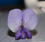 Sophora secundiflora