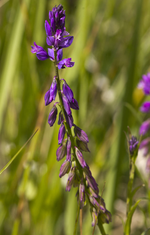 Image of Polygala comosa specimen.