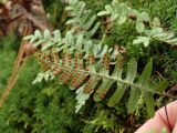 Polypodium sibiricum. Вайи. Приморье, Шкотовский р-н, окр. с. Анисимовка, хребет Ливадийский, гора Литовка, хвойно-лиственный лес. 24.09.2016.