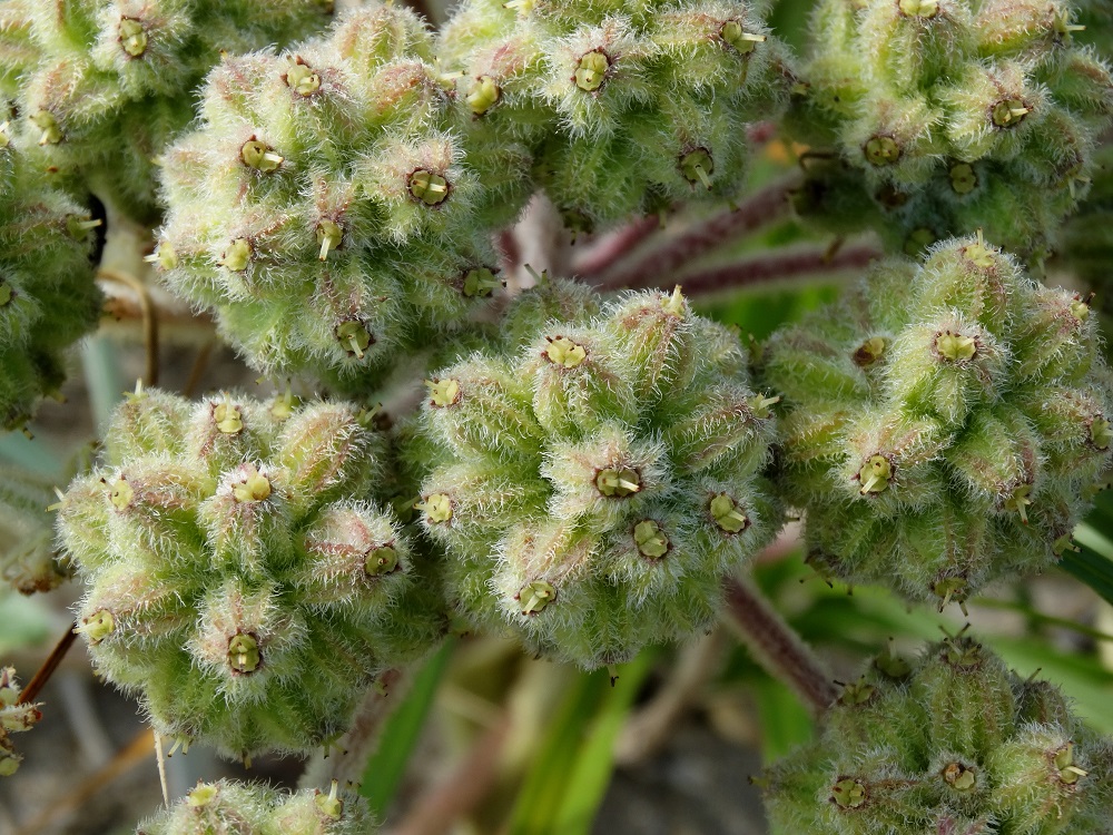 Изображение особи Glehnia litoralis.