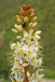 Eremurus lactiflorus