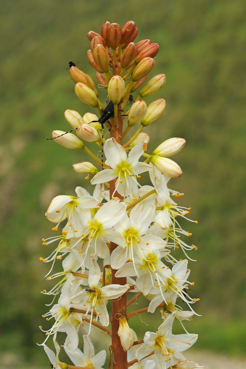 Image of Eremurus lactiflorus specimen.